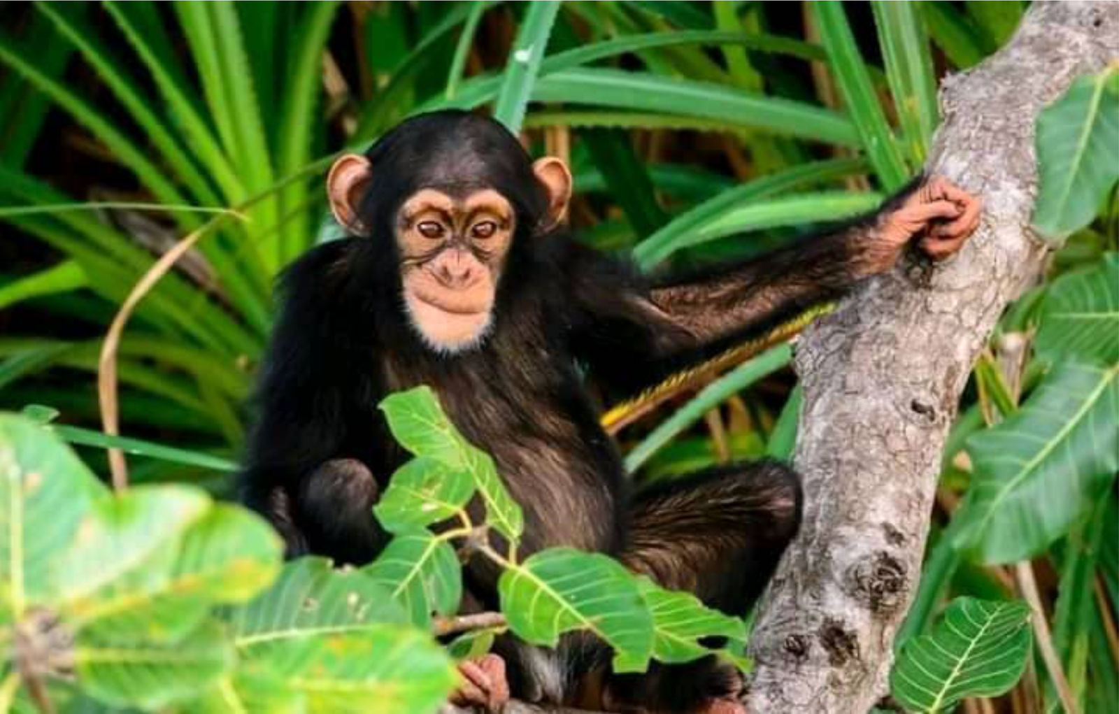 Chimpanzee Encounter